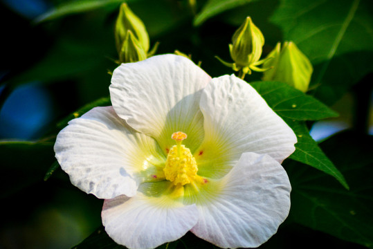 木芙蓉