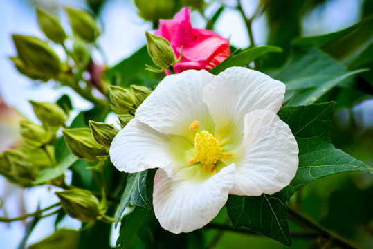 木芙蓉