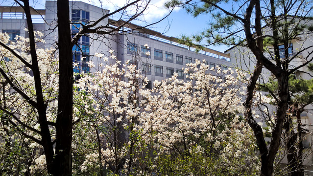 春天里的高丽大学