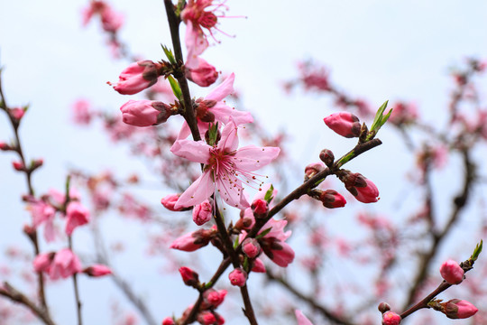 桃花