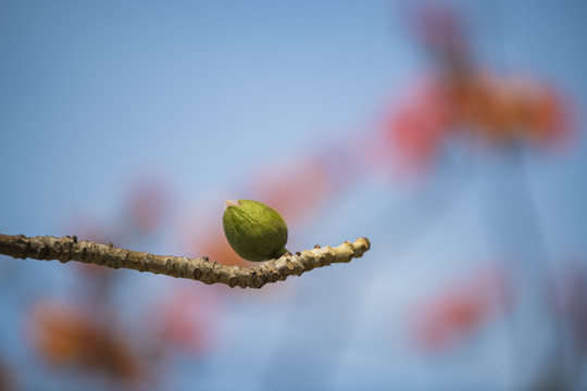 木棉花仔