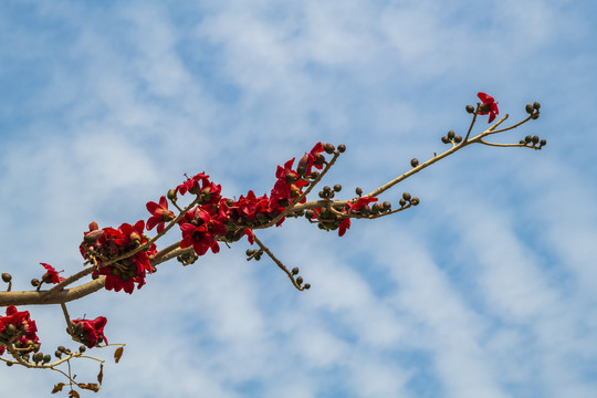 木棉花