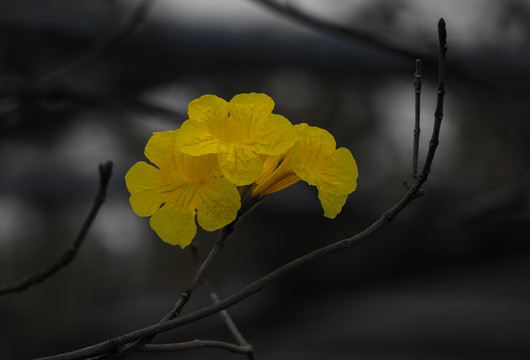 风铃木花的特写