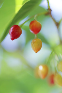 樱花果实