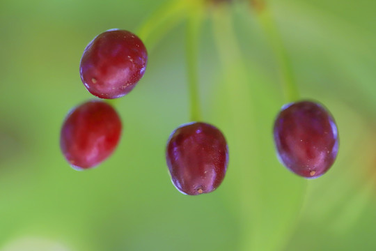 樱花果实