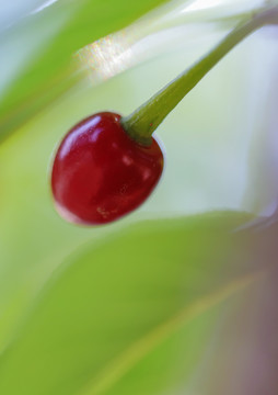 樱花果实