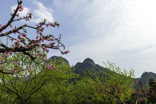 龙南小武当桃花