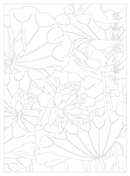 荷花線描圖