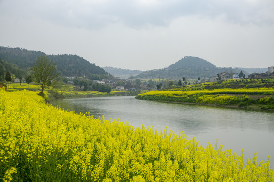 油菜花河流