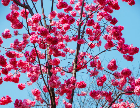 樱花枝