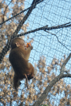 猴子吃橘子