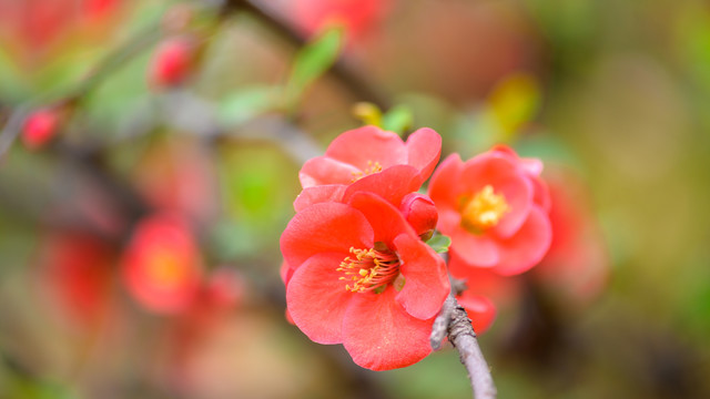 花树