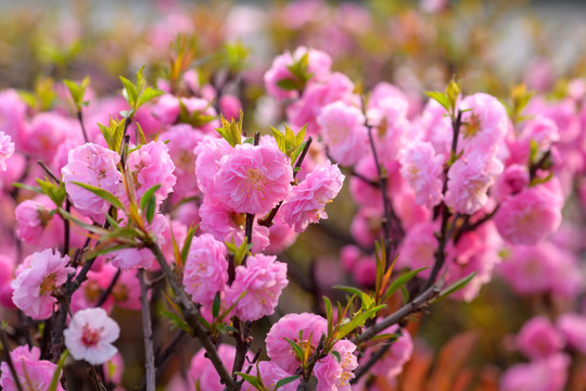 花树