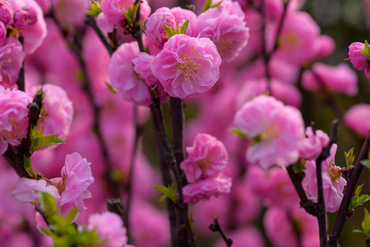 花树