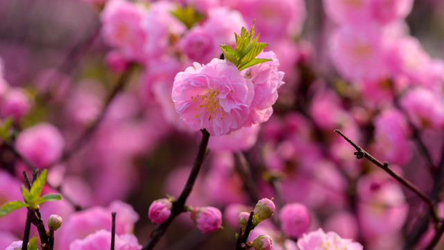 花树