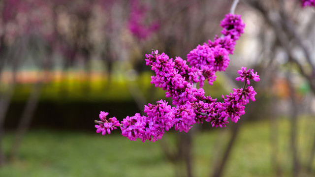 花树