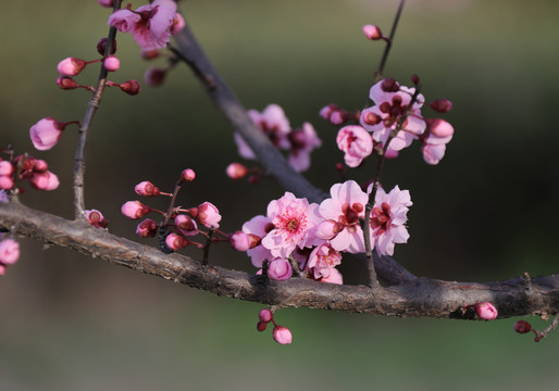 樱花