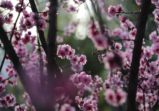 樱花