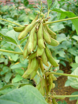 豆科植物大豆的荚果