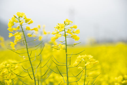 油菜花