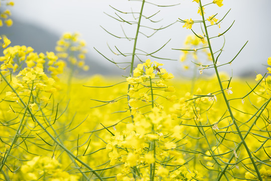 油菜花