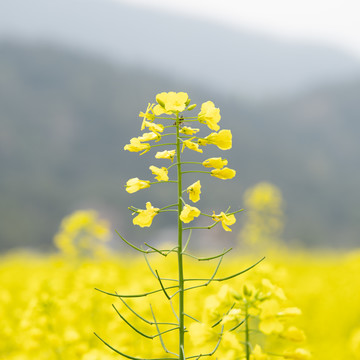 油菜花