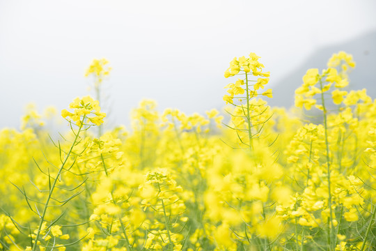 油菜花