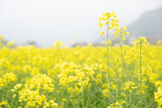 油菜花