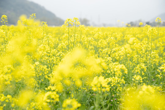 油菜花