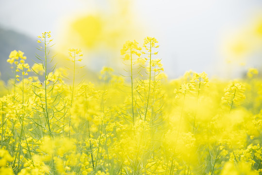 油菜花