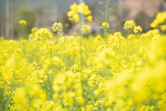 油菜花