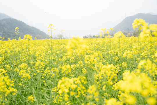 油菜花