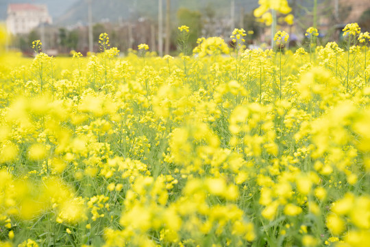 油菜花