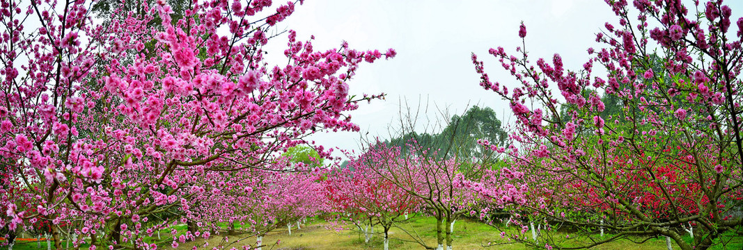 桃花全景图