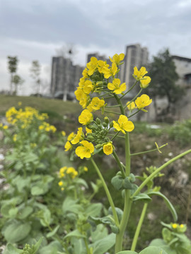 盛开的油菜花