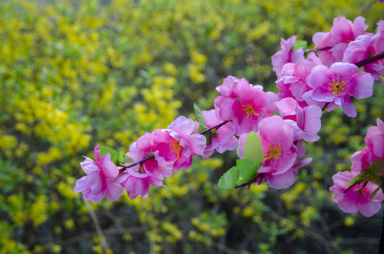 唯美桃花