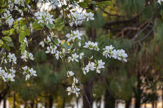 花