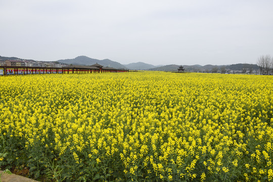 油菜花