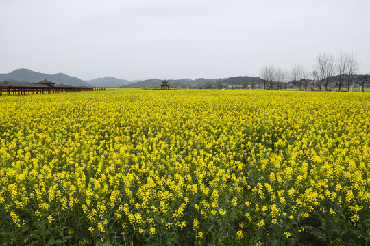 油菜花