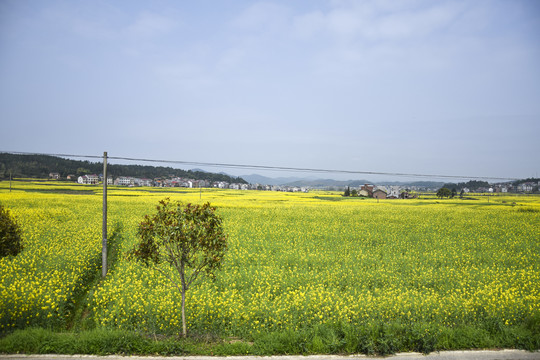 油菜花