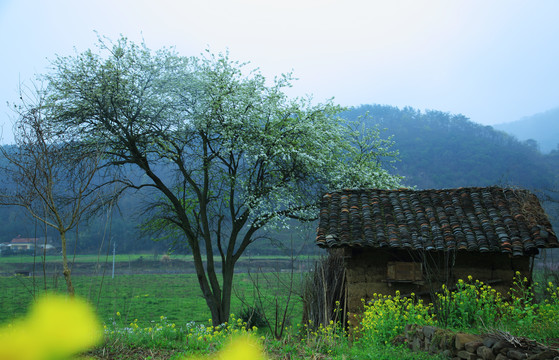 油菜花