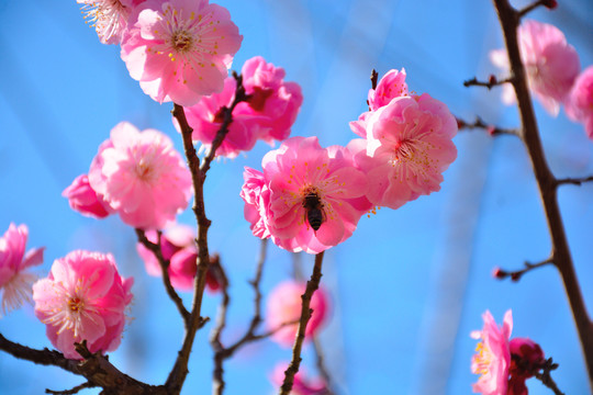 梅花