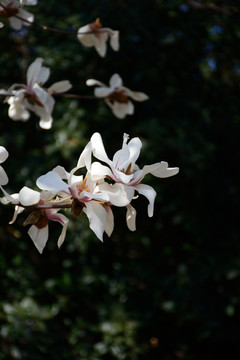 广玉兰花