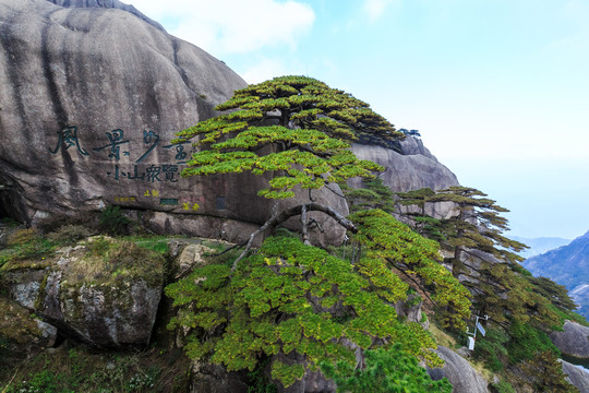 黄山迎客松