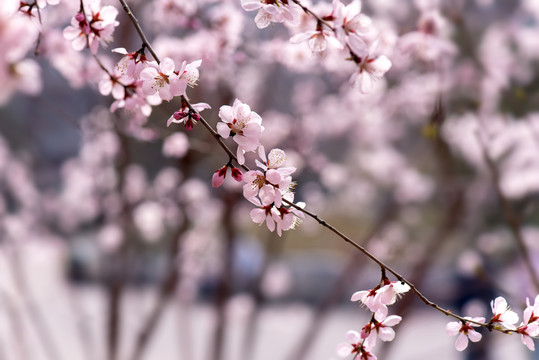 桃花素材