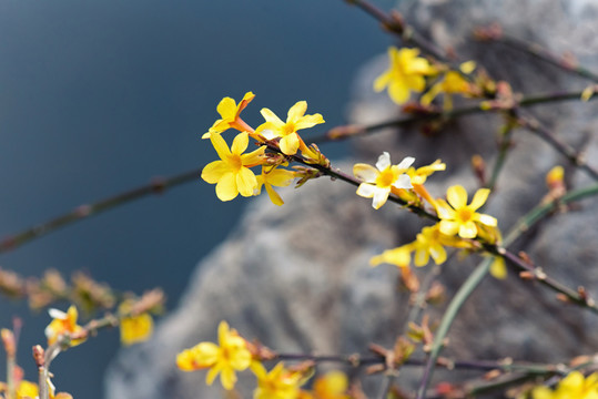 迎春花