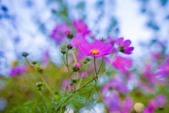 格桑花