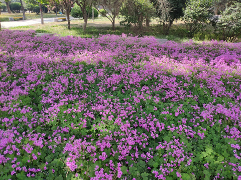 红花酢浆草