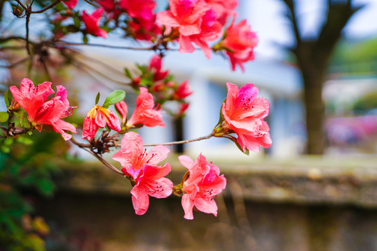 杜鹃花