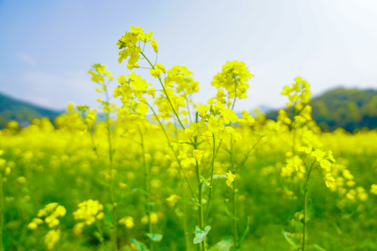 万亩油菜花花海